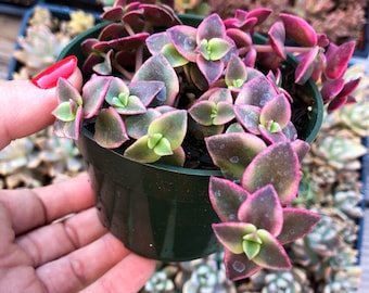 4” Crassula Pellucida Variegata / Pink Calico Kitten Succulent Plant