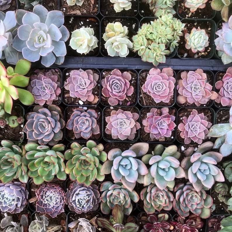 5/10 2 Assorted Colorful Succulents Plants / Potted image 9