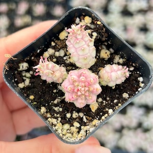 2” Euphorbia Corn Cob Succulent Plant