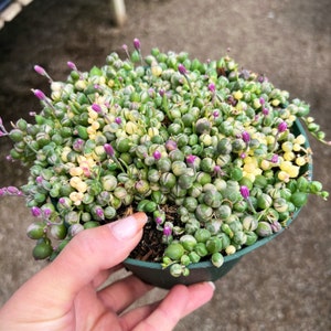 Variegated String of Pearls – Rare Succulent in 6” Pot – Indoor Trailing Plant image 3