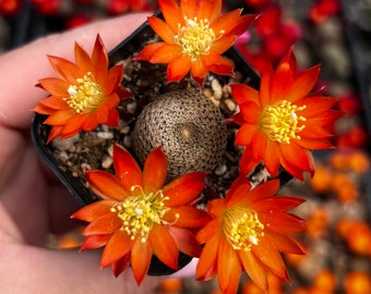 2” Rebutia Heliosa Cactus with Orange Blooms