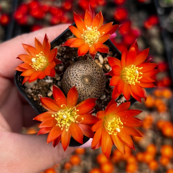 2” Rebutia Heliosa Cactus with Orange Blooms