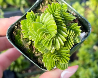 2” Crassula Spiralis – Rare Spiral Succulent in 2” Pot | Geometric Live Plant for Collection or Gift
