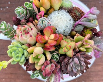 Floral Succulent Teacup and Saucer