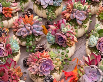 Puede incluir: Una colección de calabazas blancas cubiertas con arreglos de suculentas coloridas en tonos rosa, morado, naranja y verde. Cada calabaza presenta musgo, plantas rosario colgantes y pequeñas piñas de pino entre las plantas.