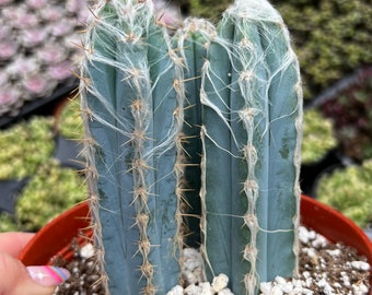 6” Pilosocereus Leucocephalus Cactus 3 pack