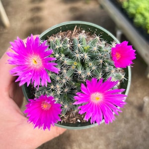 4” Trichodiadema Densum Succulent Plant