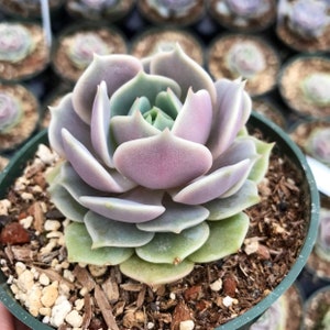 @Rabbit.Echeveria出品 Echeveria 'Chubby Bunny' 2