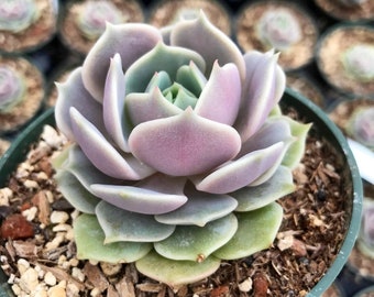 2” & 4” Echeveria Lola Succulent – Soft Purple Rosette Live Plant