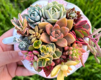 Pink Scalloped Succulent Teacup & Saucer