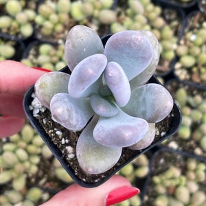 2” Pachyphytum Oviferum Lavender Pebbles