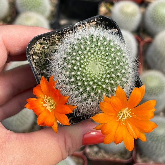 2 Rebutia albipilosa / Cactus bola de nieve - Etsy España