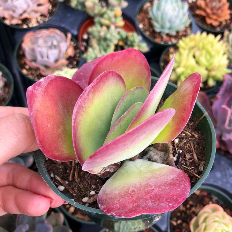 Kalanchoe Luciae Flapjack Succulent