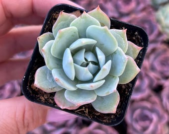 Echeveria Secunda 'blue Mist' – Soft Blue Succulent in 2” Pot