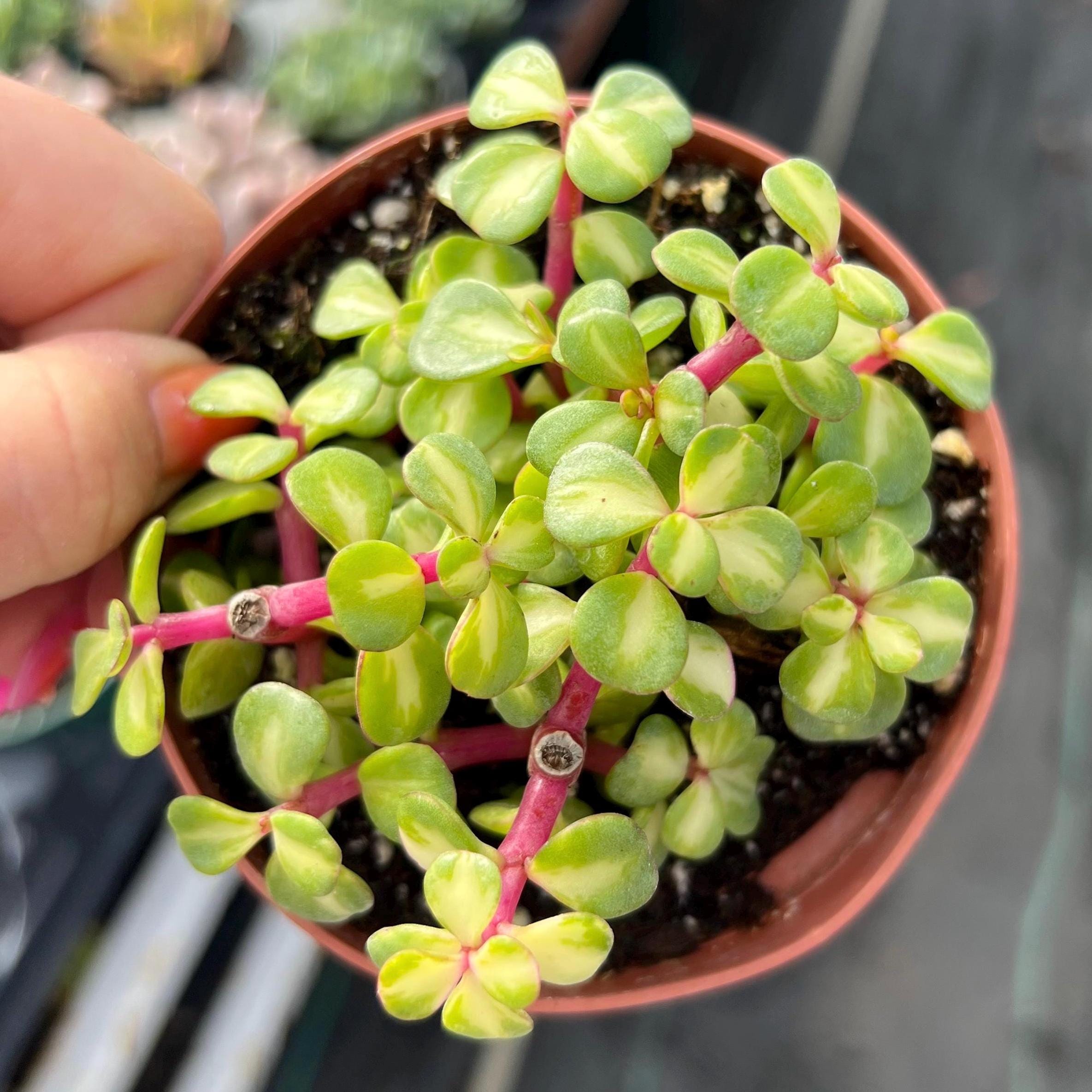 4” Portulacaria Afra Variegata – Rainbow Elephant Bush – Colorful