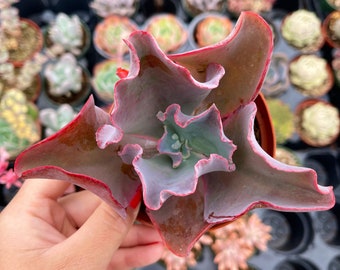 4” Echeveria Etna