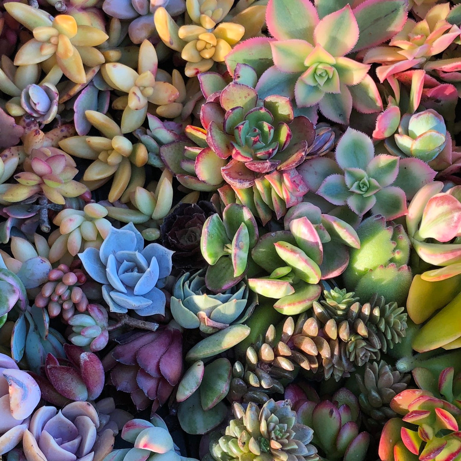 Colorful Succulent Cuttings Plants - Etsy