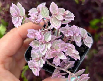 Pink Panther Plant – Callisia Repens | Rare Pink Trailing Houseplant | Live Plant in 2” Pot
