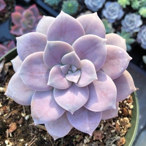 May include: A close-up of a light purple succulent plant with many layers of leaves. The plant is in a brown pot with a dark brown soil.