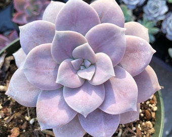 2”, 4”, 6” Graptopetalum Superbum – Lavender Rose Succulent – Rare Rosette Plant