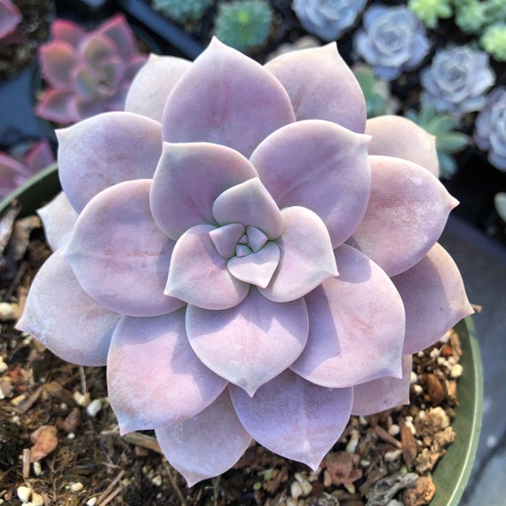 Purple Graptopetalum Superbum