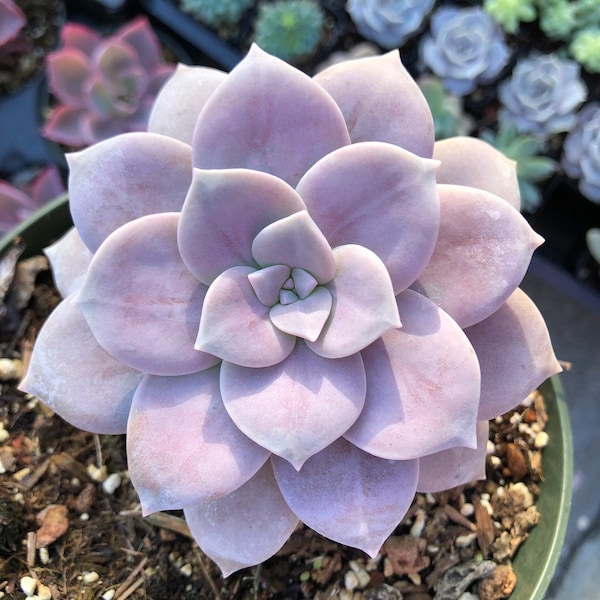 Graptopetalum Superbum de 2”, 4”, 6” – Suculenta rosa lavanda – Planta de roseta rara