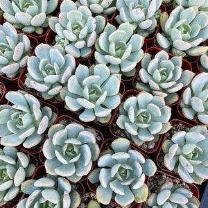 2” Graptoveria Moonglow – Soft Blue Succulent Rosette – Drought Tolerant Live Plant