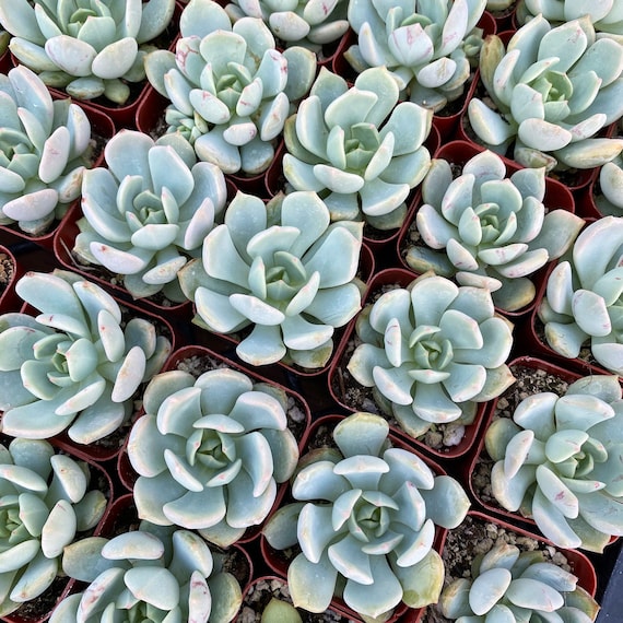 2 Graptoveria Moonglow  Soft Blue Succulent Rosette  Drought Tolerant  Live Plant - Etsy