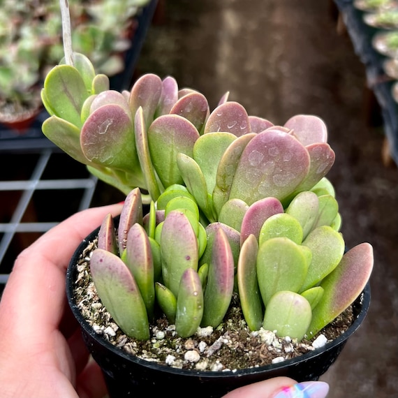 4 Trailing Jade Succulent Plant - Etsy