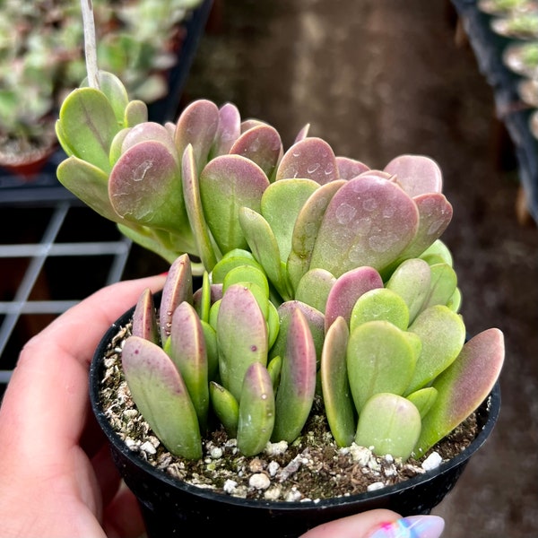 4” Trailing Jade Succulent Plant