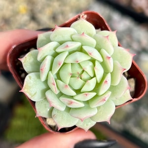 2” Echeveria Derenbergii