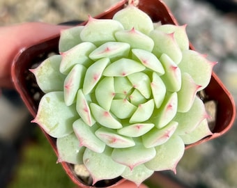 2” Echeveria Derenbergii