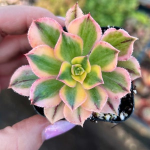 2" Aeonium Sunburst Succulent Plant