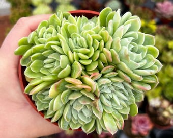 Hybride Echeveria Elegans 4 po.