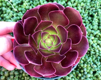 4” Aeonium Garnet Succulent Plant