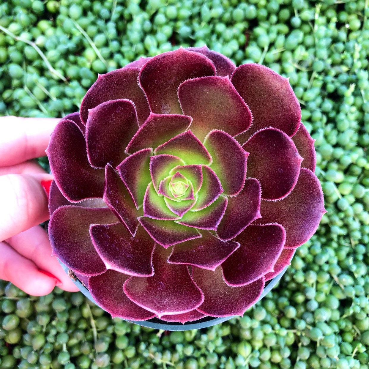 Aeonium ‘Garnet’ – Burgundy Rosette Succulent in 4” Pot – Sun-Loving Statement Plant