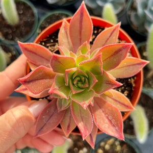 4” Aeonium Leucoblepharum