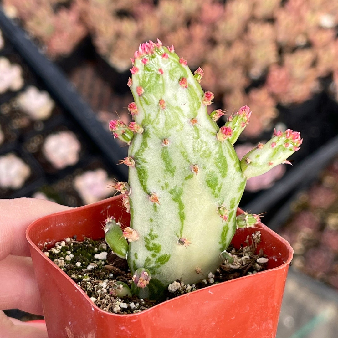 2 Opuntia Maverick Variegata Cactus Etsy