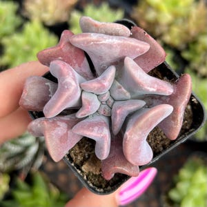 Echeveria Cubic Frost – Pink Lavender Succulent in 2” Pot – Rare Curved Leaves – Ships in Pot