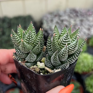 2 Haworthia Coarctata Indoor Low Light Succulent Plant image 1