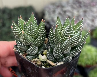 2” Haworthia Coarctata Indoor Low Light Succulent Plant