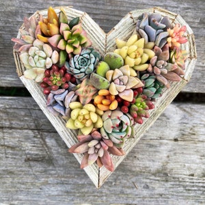 7 Succulent Heart Arrangement / Living / Gift / Valentines Day image 5