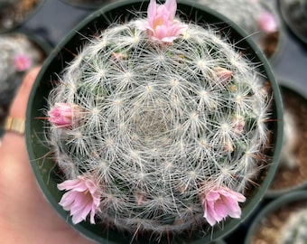 4 Mammillaria Glassi Cactus Plant Succulent - Etsy