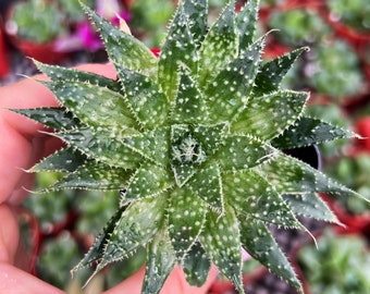 2” Aloe Aristata / Lace Aloe Indoor Low Light Succulent