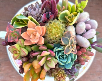 Tasse à thé et soucoupe florale succulente