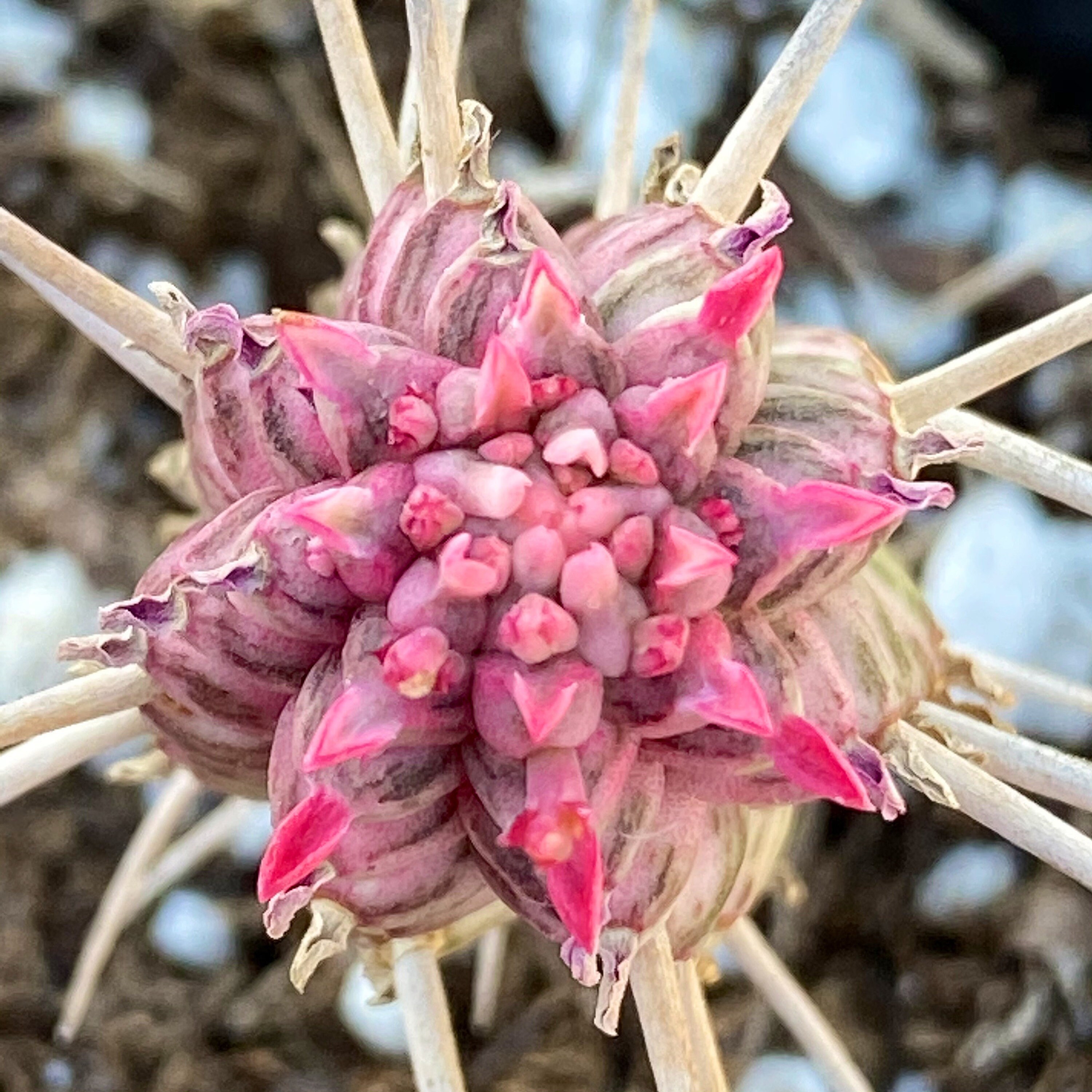 Euphorbia Mammillaris Indian Corn Cob
