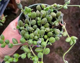 4” String of Watermelons