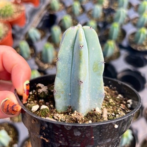 4” Blue Candle Cactus / Myrtillocactus Geometrizans