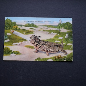 Carte postale de voeux crapaud du Texas des années 40 fumant une cigarette, non écrit