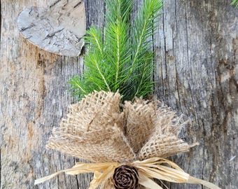 Burlap Wrapped Spruce Seedlings for Rustic Wedding Favors and Bulk Gifts. Live Saplings